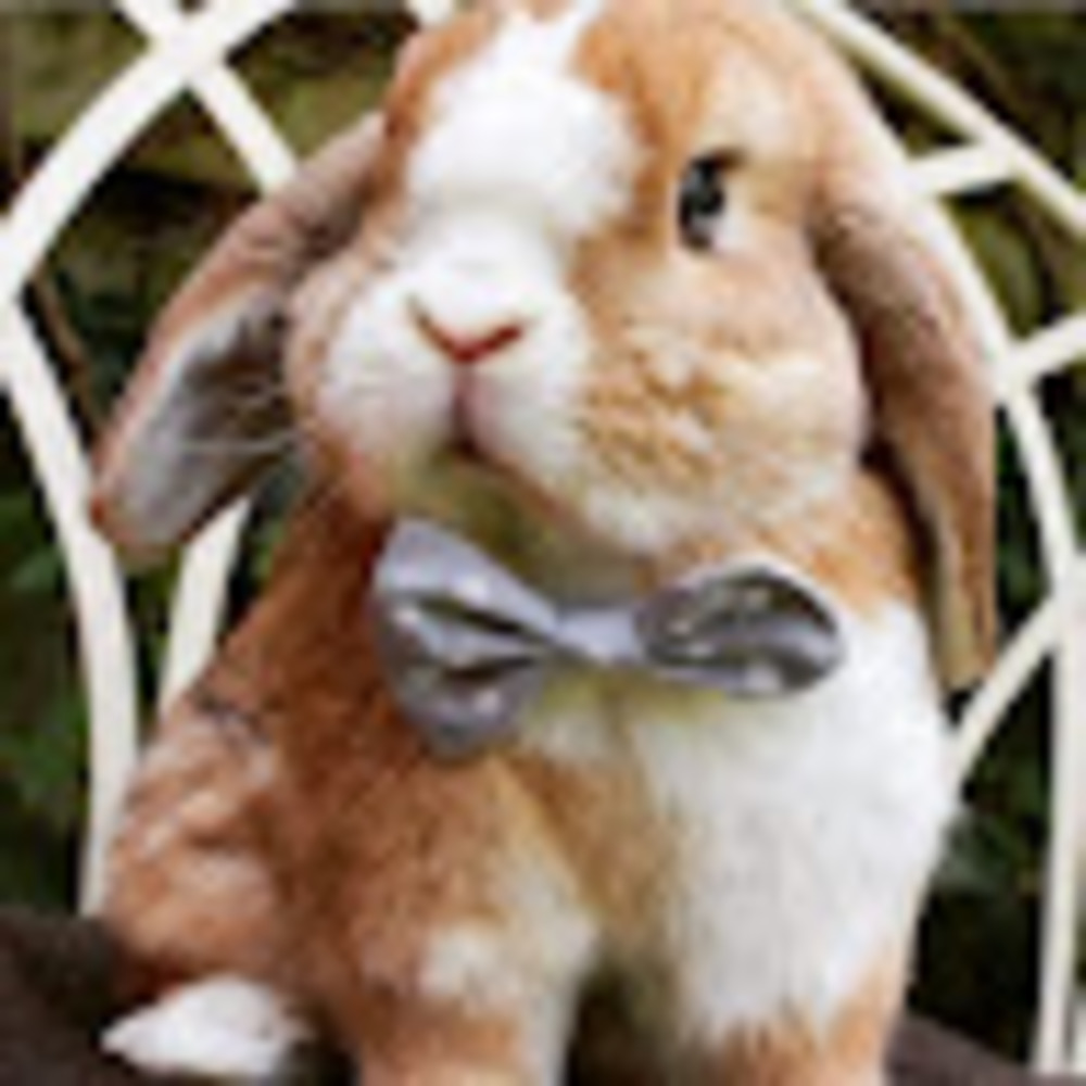 Meet your Posher, Pooneh